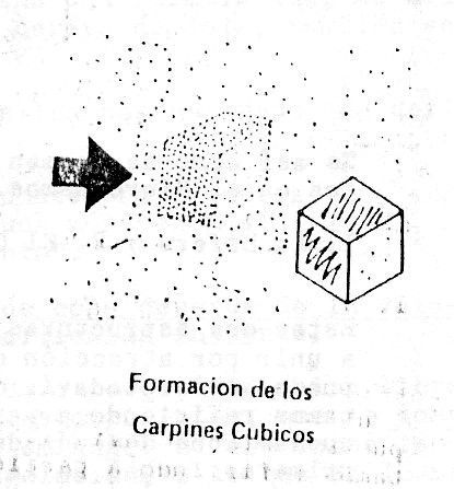 Formación De Los Carpines Cúbicos