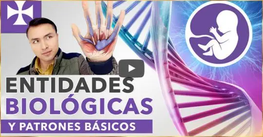 Entidades Biológicas Y Sus Patrones Básicos De Funcionamiento - Yo Soy Espiritual